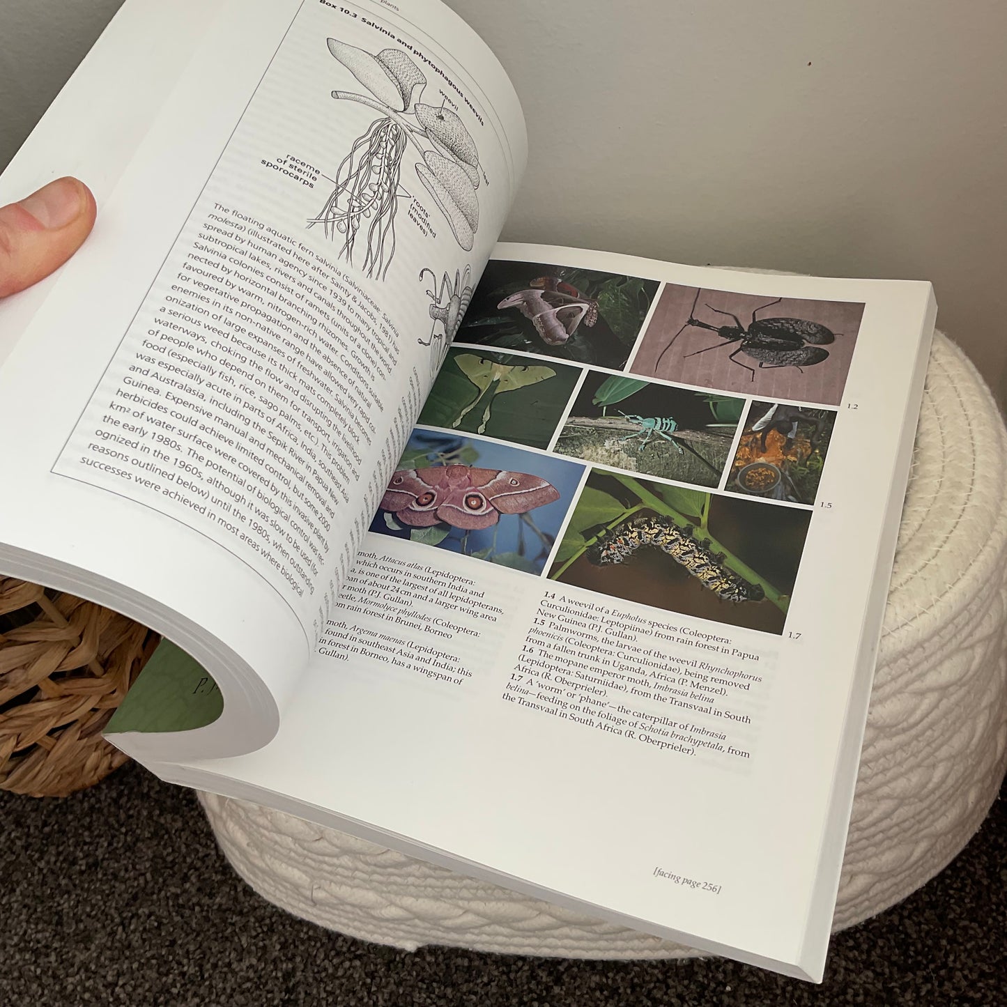 Insects Book
