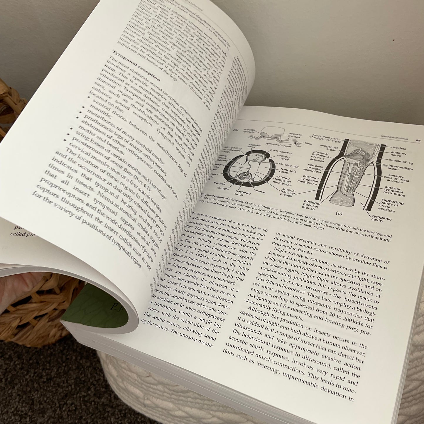 Insects Book