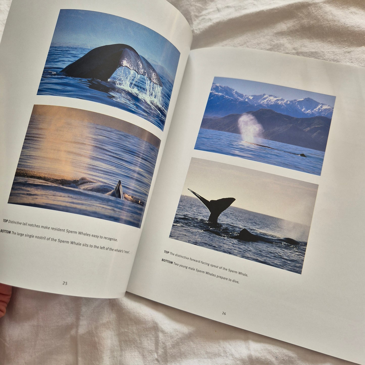 Kaikoura New Zealand Book
