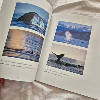 Kaikoura New Zealand Book
